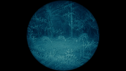 Can Animals See IR Light? Deer, Dogs, Coyotes and Your Illuminator (2026)