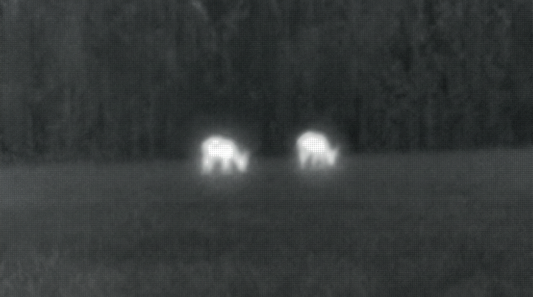 How To Scan a Treeline With Thermal