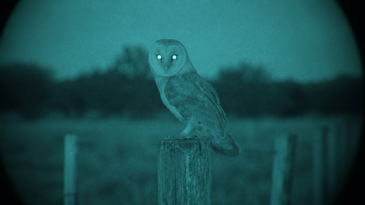 Night Vision for Wildlife Observation and Photography (2026)